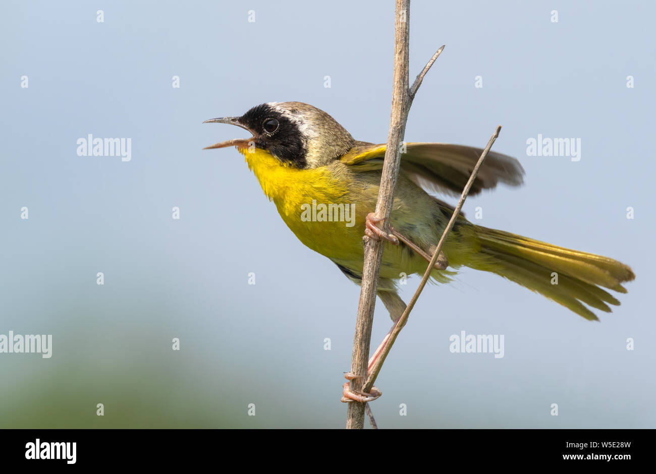 Yellowthroat comune (Geothlypis trichas) maschio cantando nella prateria erbosa, Iowa, USA. Foto Stock