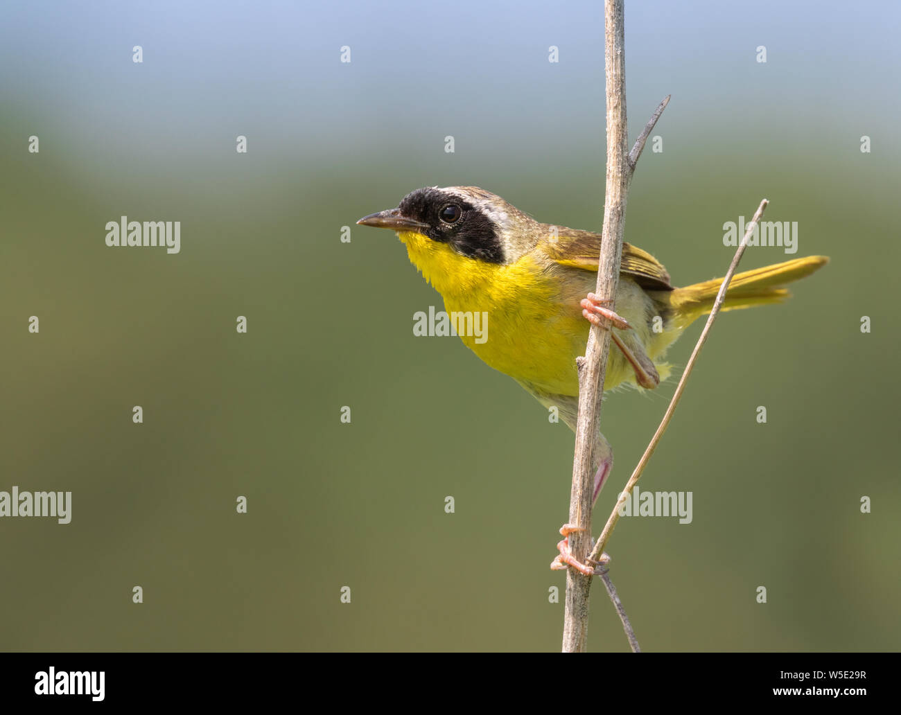 Yellowthroat comune (Geothlypis trichas) maschio nella prateria, Iowa, USA. Foto Stock