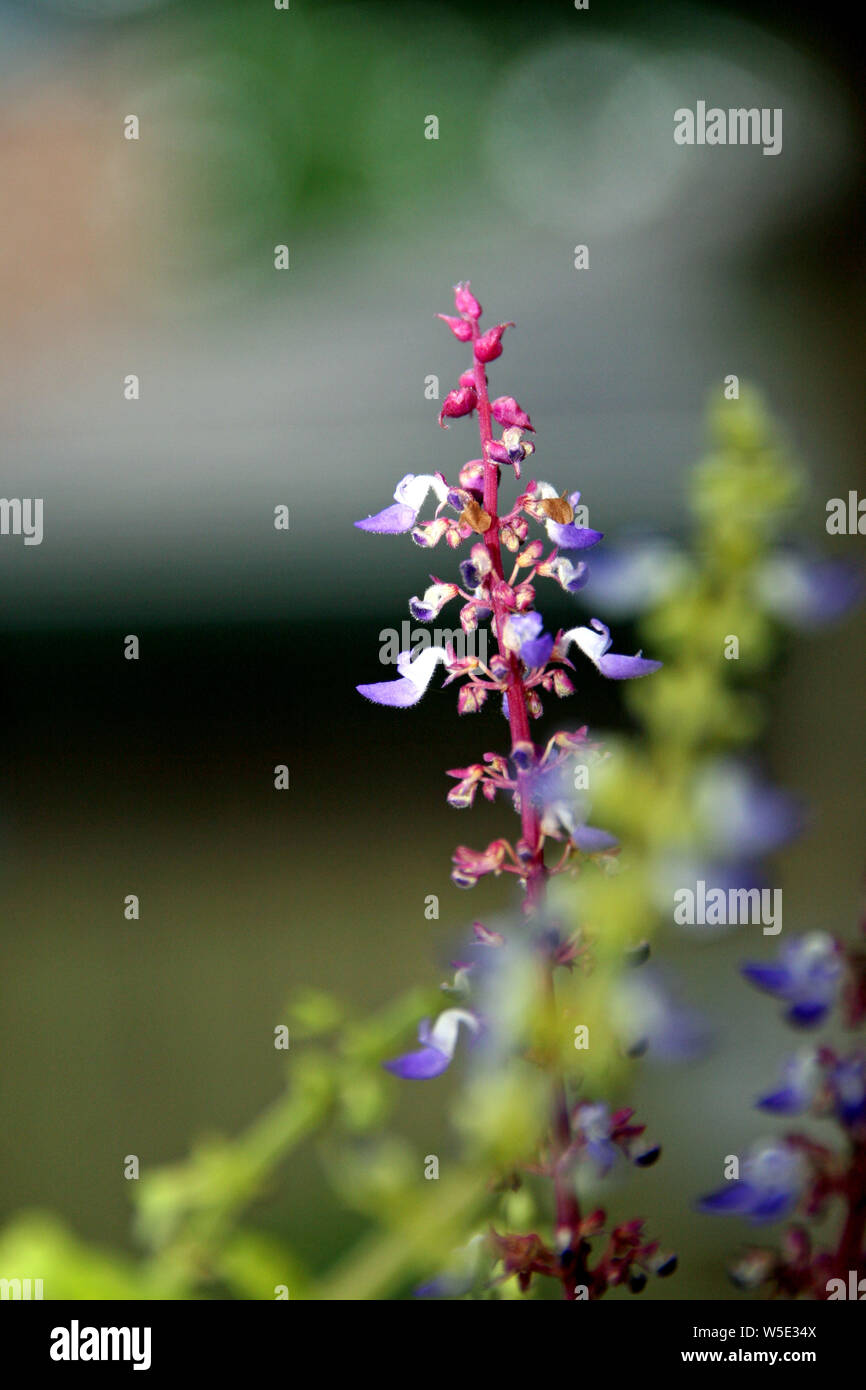 Levetta di fioritura viola coleus gemme di piante ornamentali Foto Stock