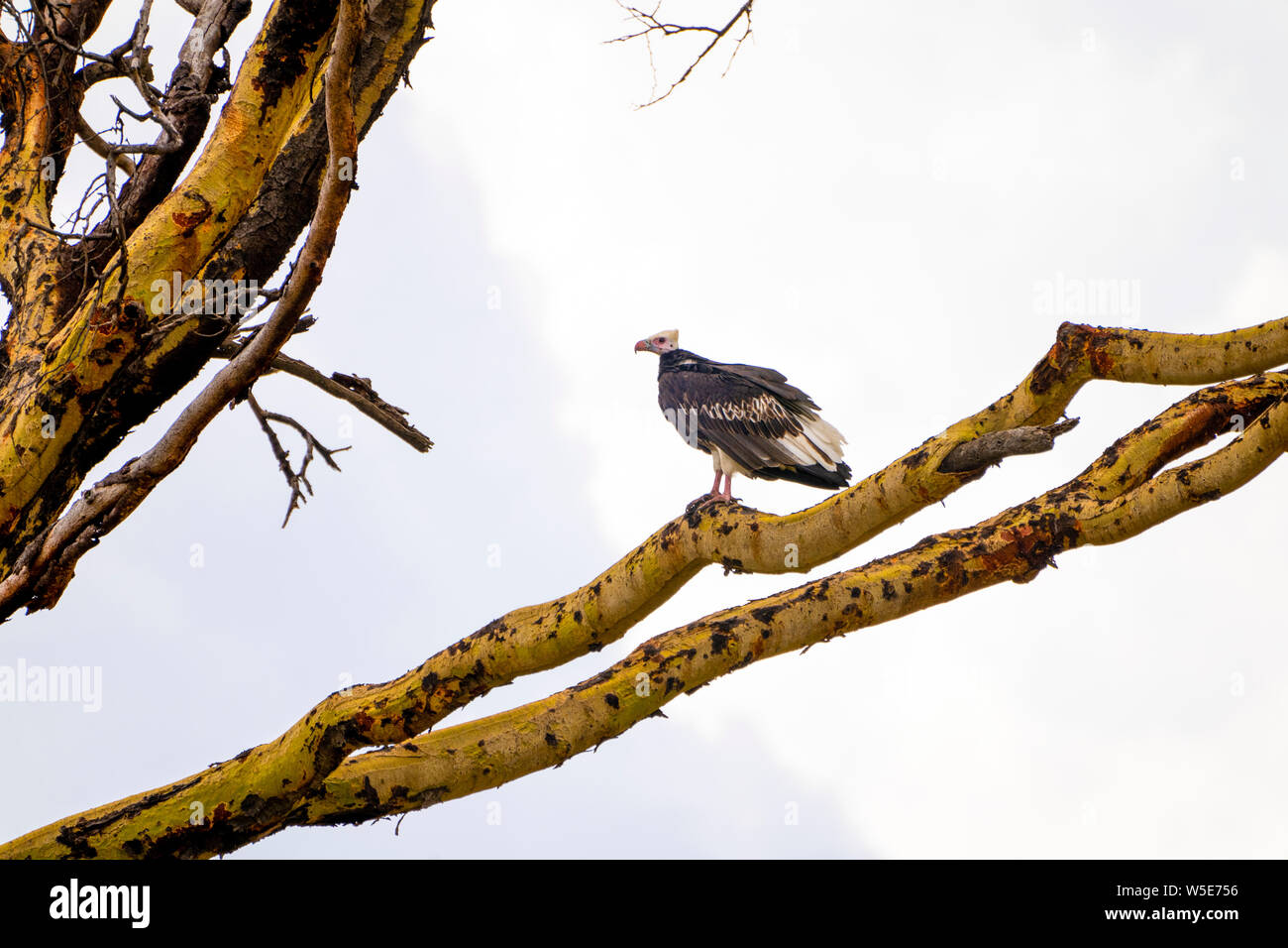 White-headed Vulture (Trigonoceps occipitalis) specie gravemente minacciate specie di uccello endemico in Africa. Fotografato a Parco Nazionale del Serengeti, Tanzania Foto Stock
