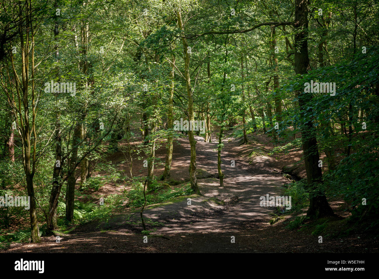 Il National Trust bosco a piedi a Alderley Edge, Cheshire, Regno Unito. Foto Stock
