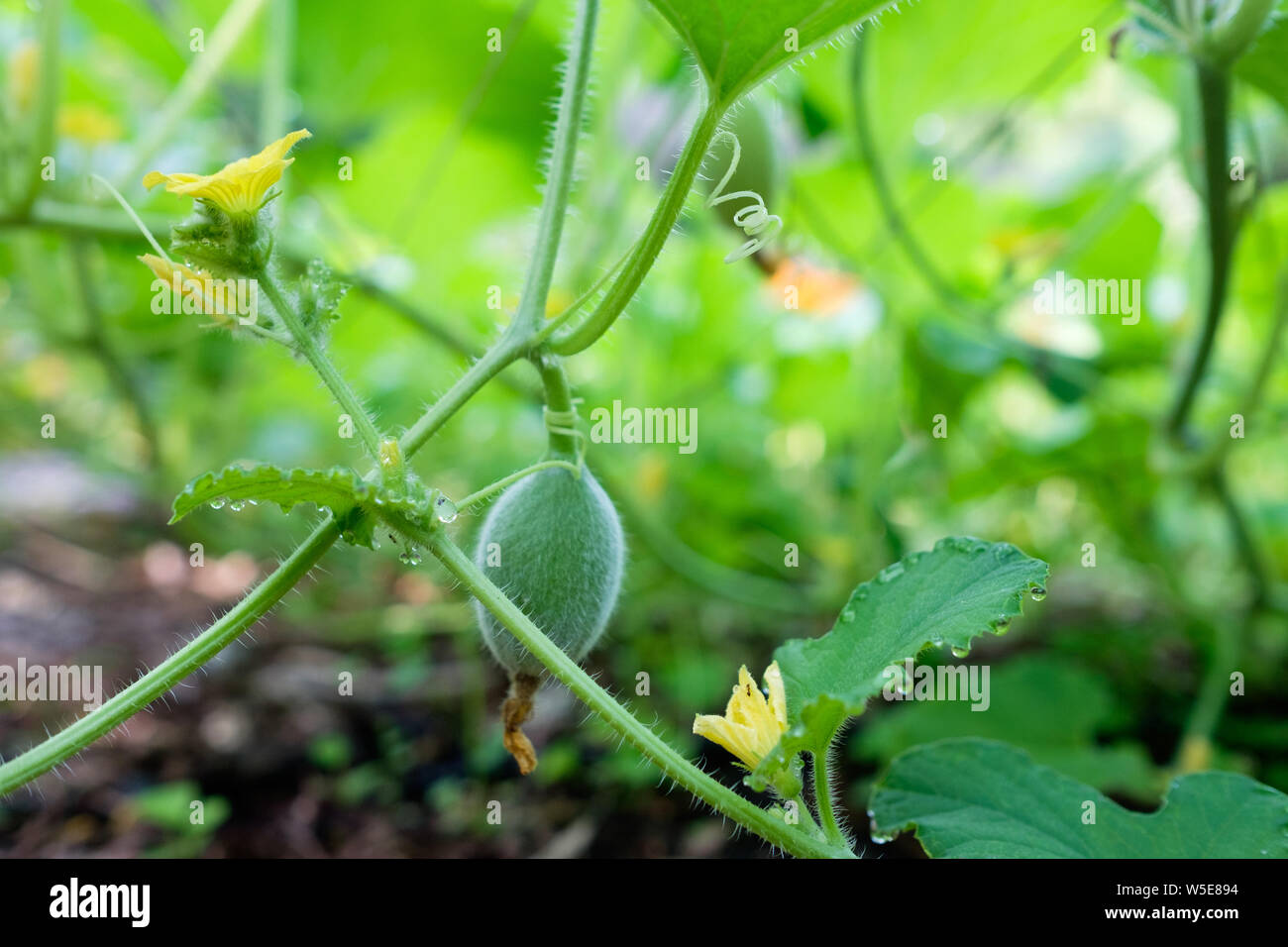 Crescendo di melone vigneti in un giardino di casa. Il frutto è solo l'inizio per sviluppare e piccoli fiori di colore giallo può essere visto. Foto Stock