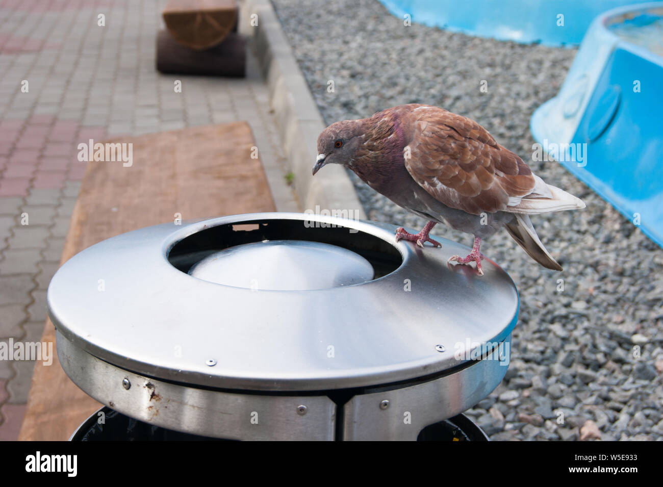Una colomba rossa si siede su una grande urna di metallo e cerca qualcosa di gustoso vi. Street reportage foto. Città di uccelli. La tutela dell'ambiente. Foto Stock
