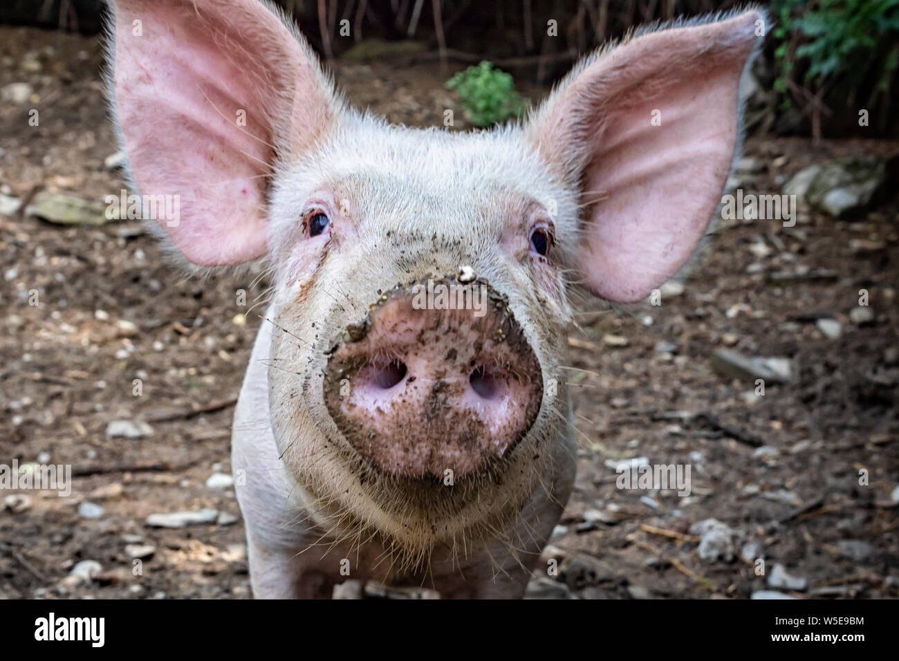 Faccia di maiale close-up Foto Stock