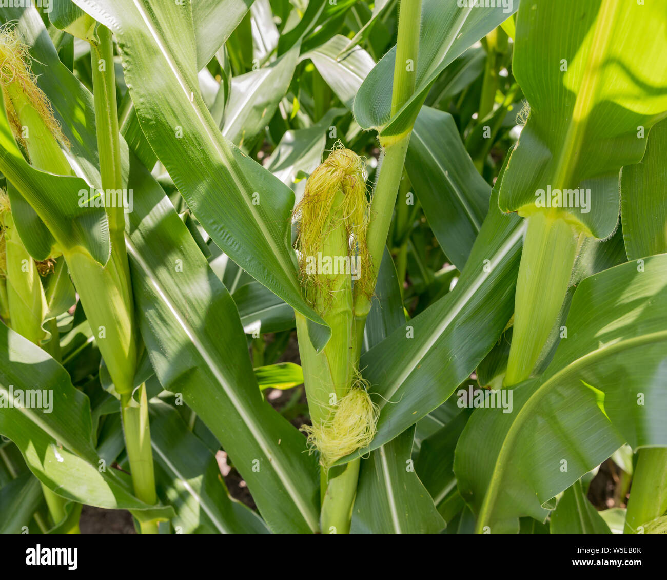 Close up di crescente spiga del granoturco con seta e lolla sulla levetta di mais in estate Foto Stock