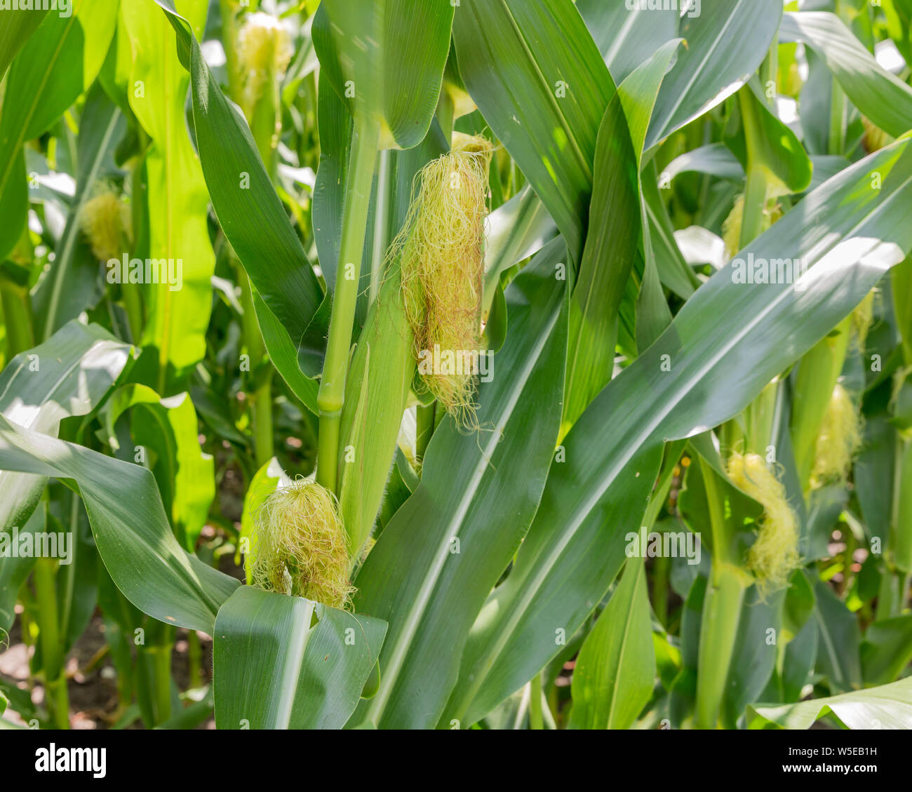 Close up di crescente spiga del granoturco con seta e lolla sulla levetta di mais in estate Foto Stock