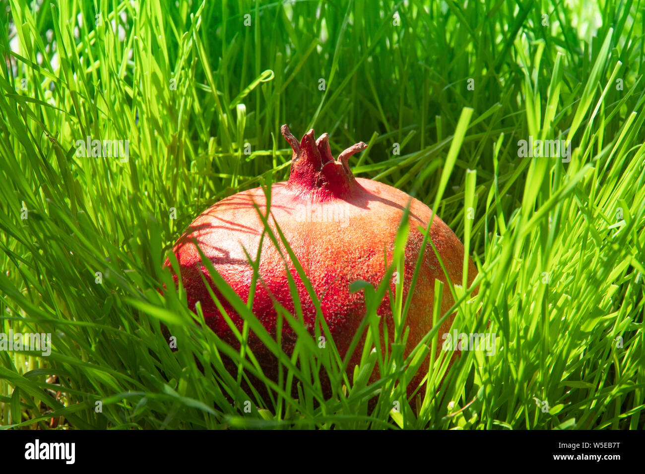 Un grande rosso melograno si trova nella folta erba verde sotto i raggi del sole. Un antiossidante utile frutto ricco di minerali e vitamine dalla centrale come Foto Stock