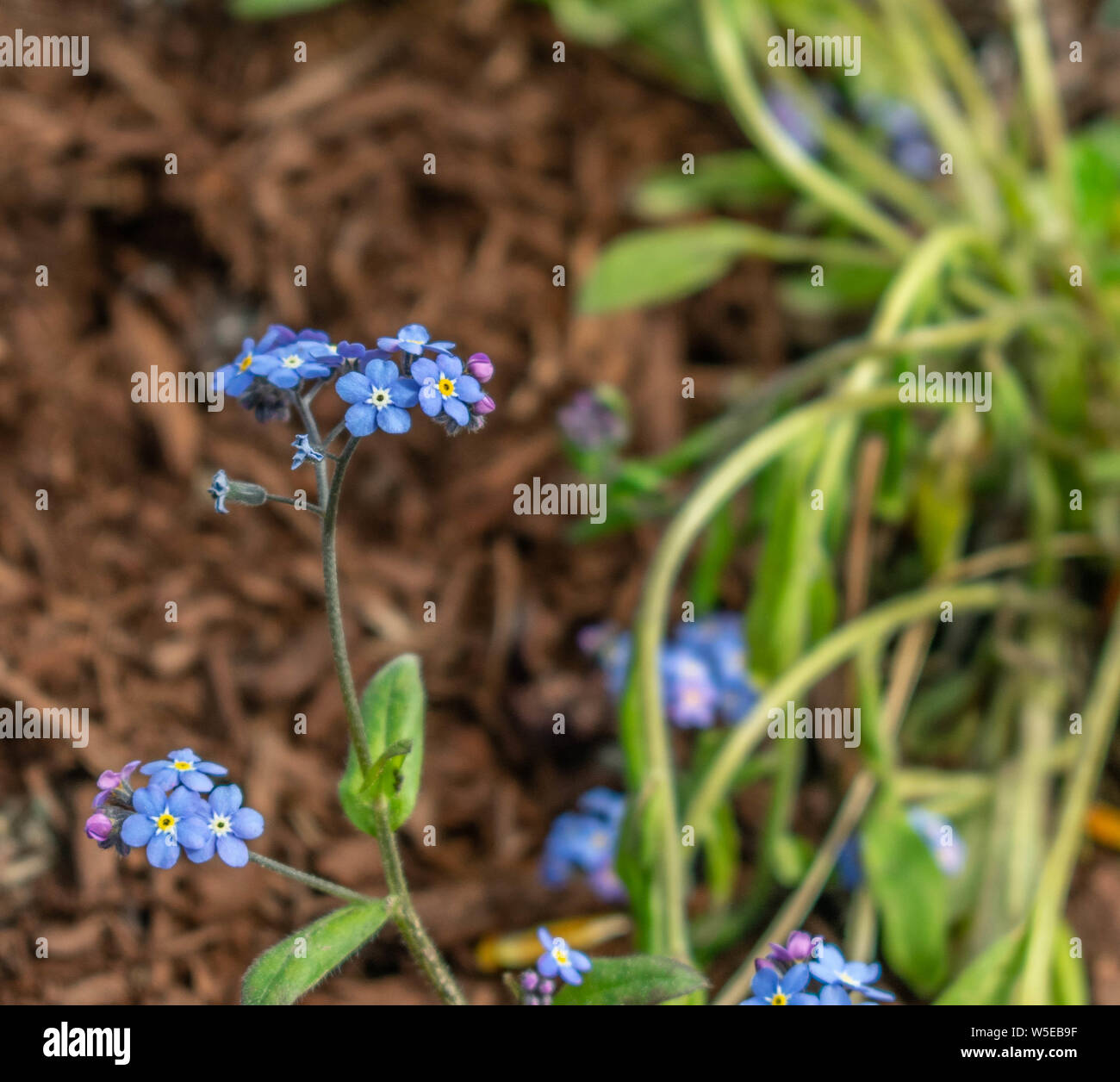 Fiori in Omero, Alaska Foto Stock