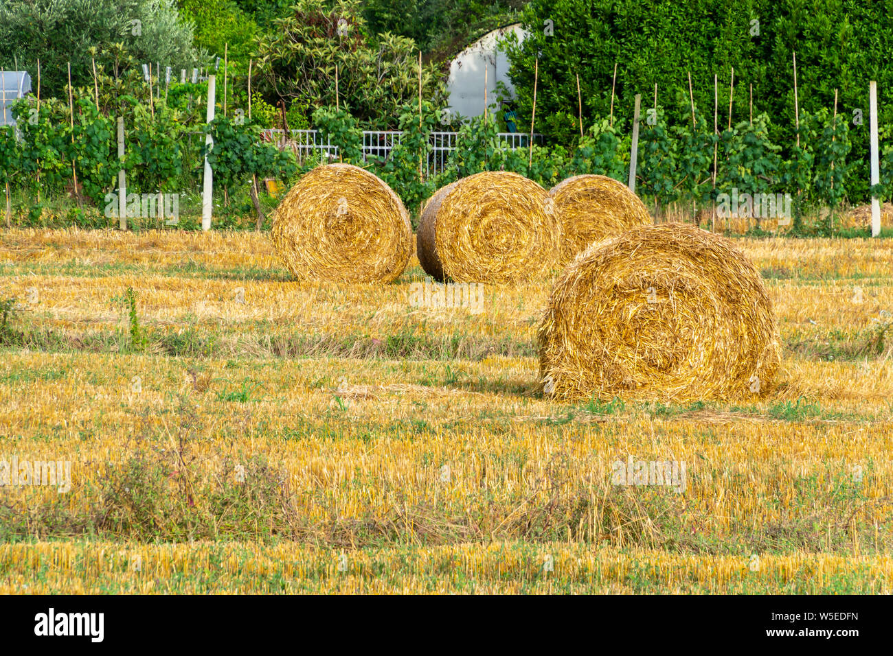 Round golden rotoli di balle di paglia nel campo dopo la mietitura. Foto Stock