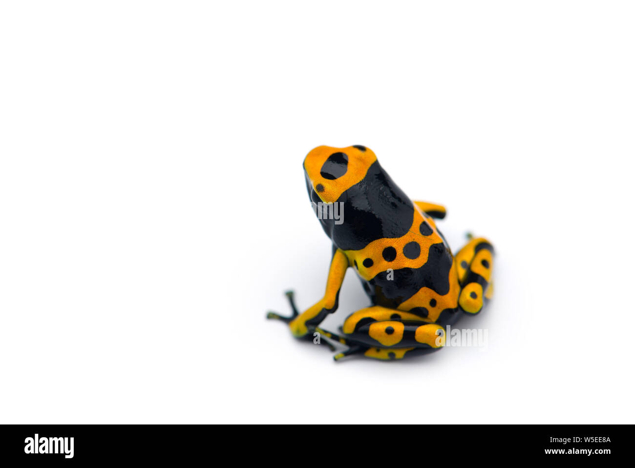 Il Giallo-nastrare poison dart frog isolati su sfondo bianco Foto Stock