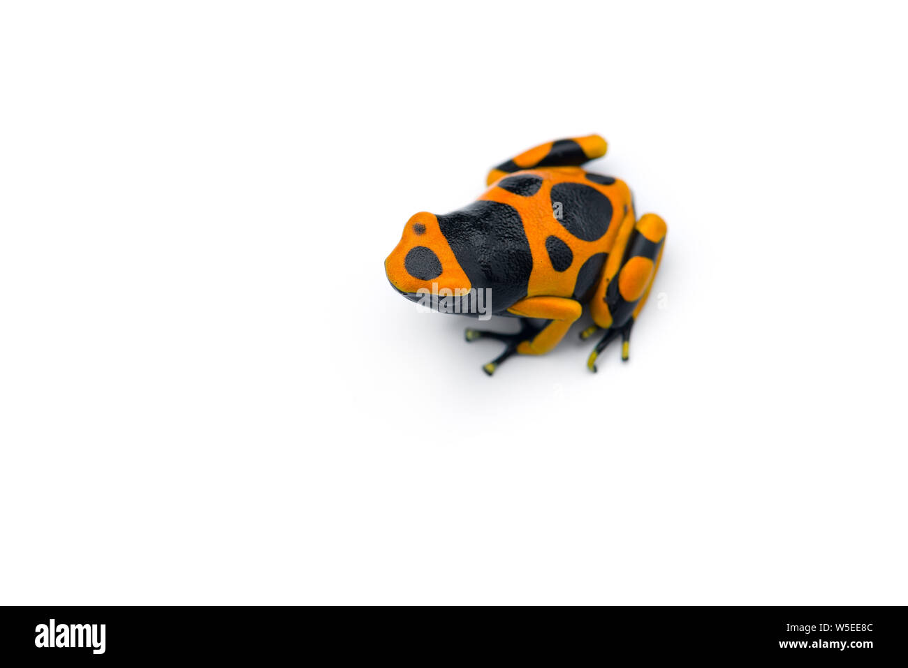 Il Giallo-nastrare poison dart frog isolati su sfondo bianco Foto Stock