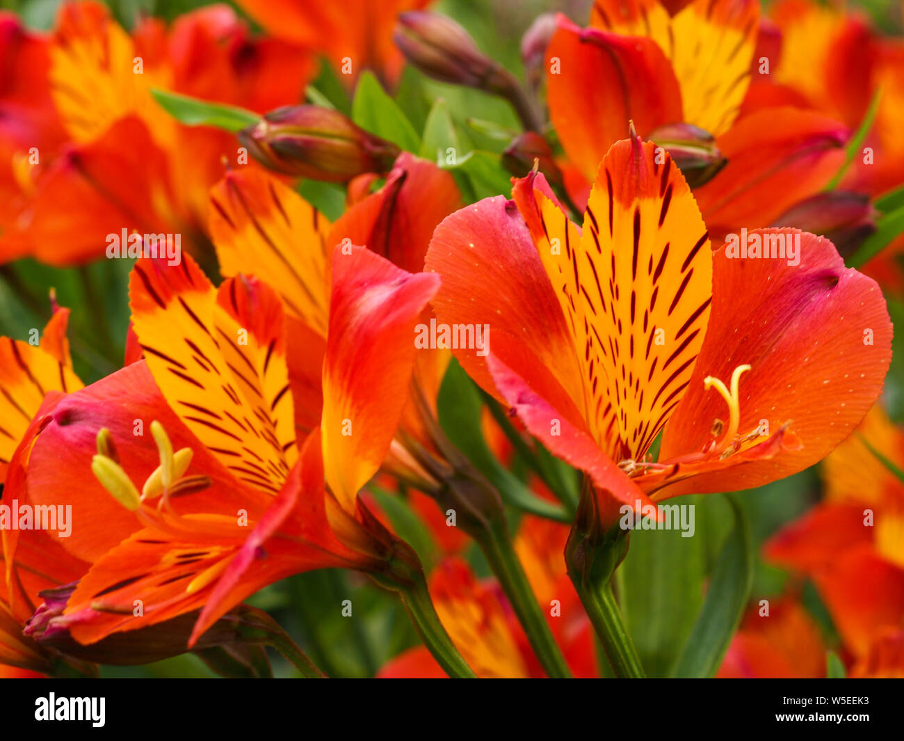 Alstroemeria vibrante (peruviano lily) fiori, varietà " arancione " gloria in un giardino estivo Foto Stock