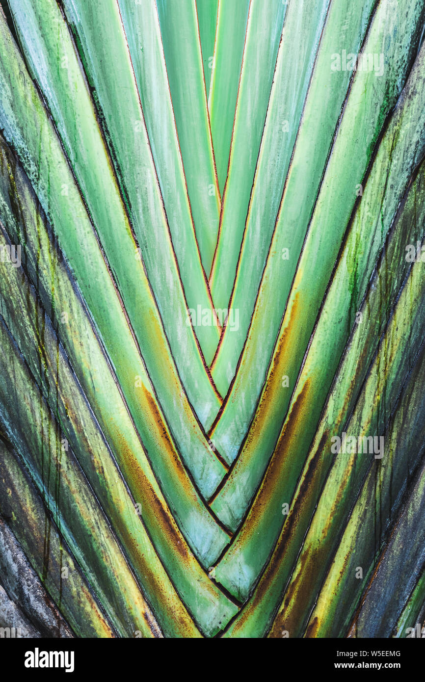 Texture di Palm Tree Verde foglie tropicali. Sullo sfondo di piante Foto Stock