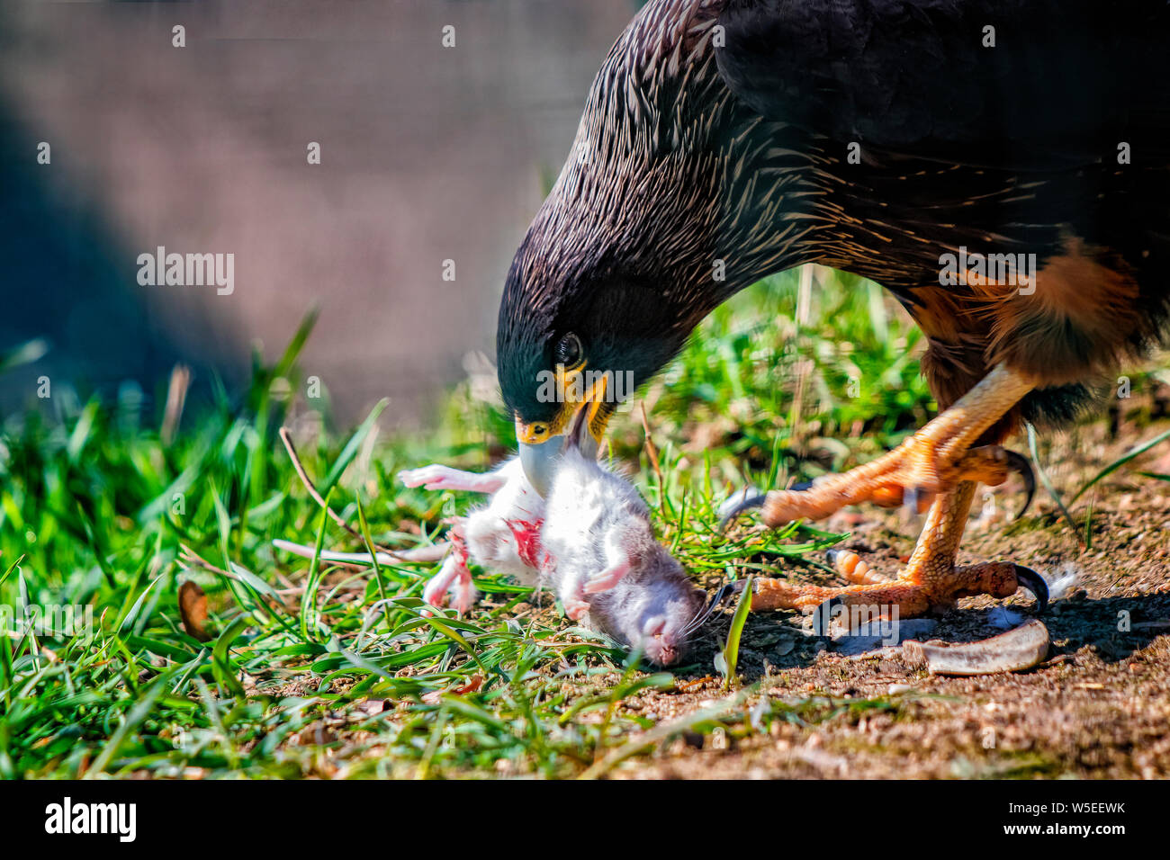 Close up foto di golden eagle, Aquila chrysaetos. ha catturato il mouse e si mangia. Si tratta di fauna selvatica Foto di caccia di uccelli. Non c'è erba verde nel retro Foto Stock