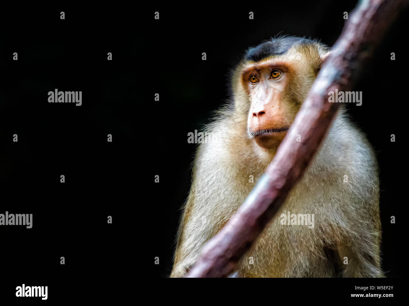 Poco Barbary macaque, Macaca sylvanus, seduto sull'albero. Lui è molto carino. È vicino la foto. È la natura del fumetto di sfondo incantevole piccola scimmia. Foto Stock