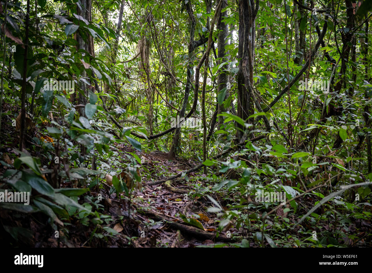 La fitta vegetazione e la copertura del terreno definiscono la giungla equatoriale sull'Amazzonia peruviana Foto Stock