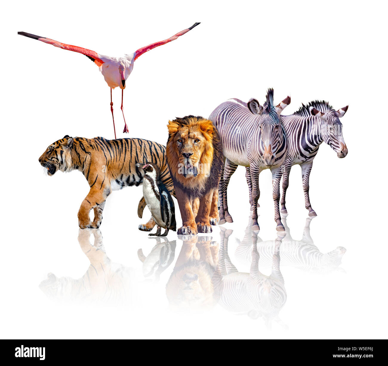Gruppo di African Safari animali camminare insieme. Essa è isolata su uno sfondo bianco. Esso riflette la loro immagine. Ci sono le zebre, lion, Tiger Foto Stock