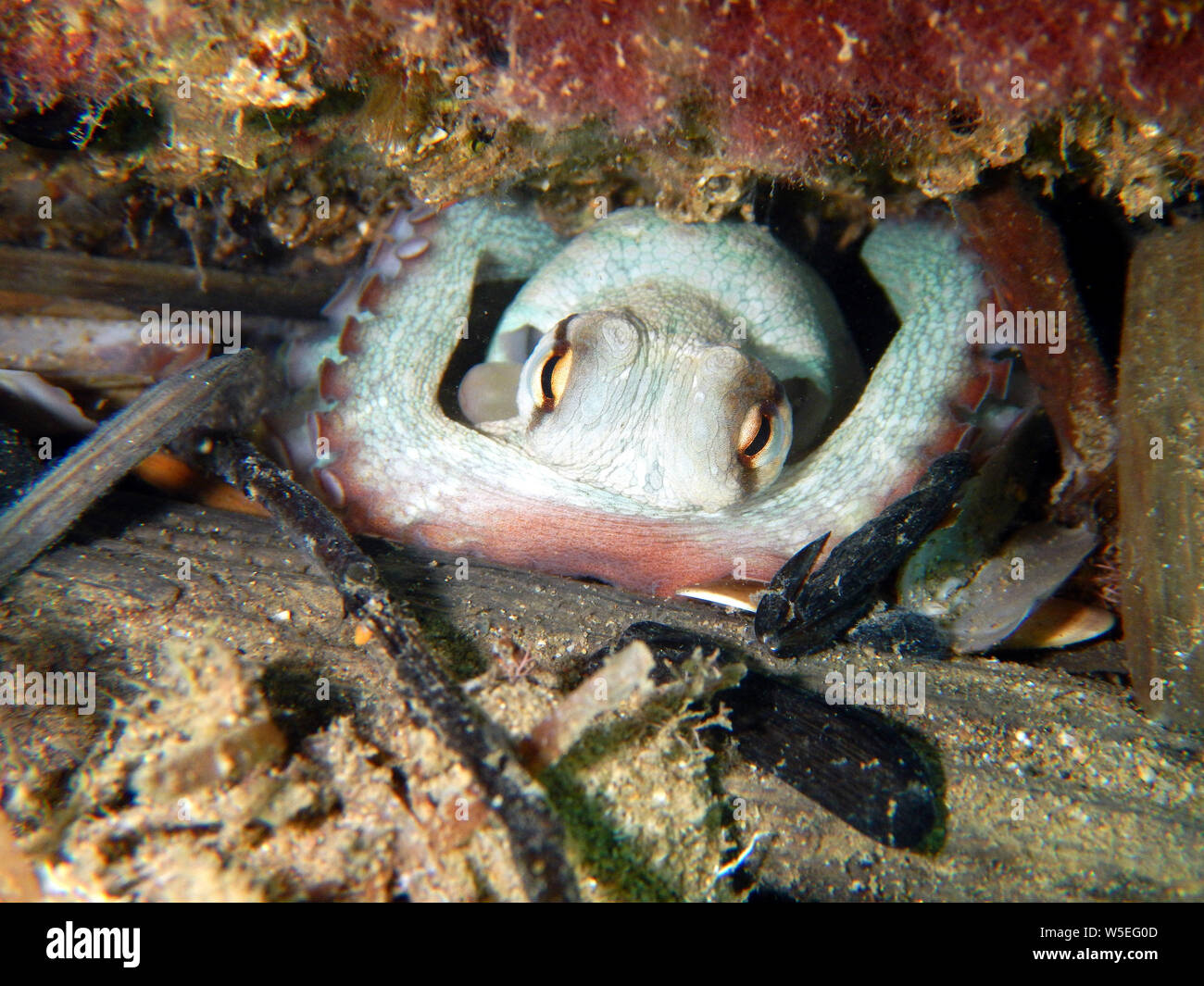Un piccolo Octopus vulgaris protegge il suo den mediante accumulo di detriti di fronte all'ingresso Foto Stock