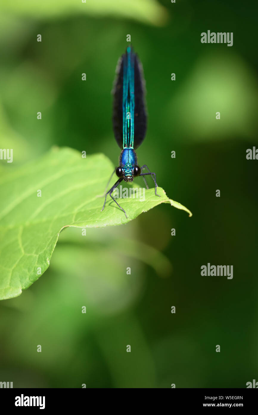 Un Ebano Jewelwing Damselfly appollaiato sul bordo di una palude a Toronto, Ontario's Taylor Creek Park. Foto Stock