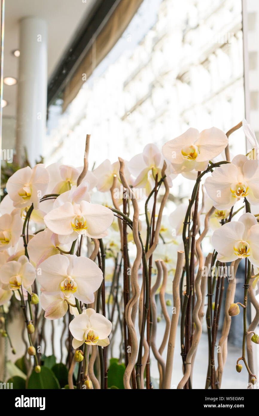 Orchidee in un negozio di fiori a Parigi, Francia Foto stock - Alamy