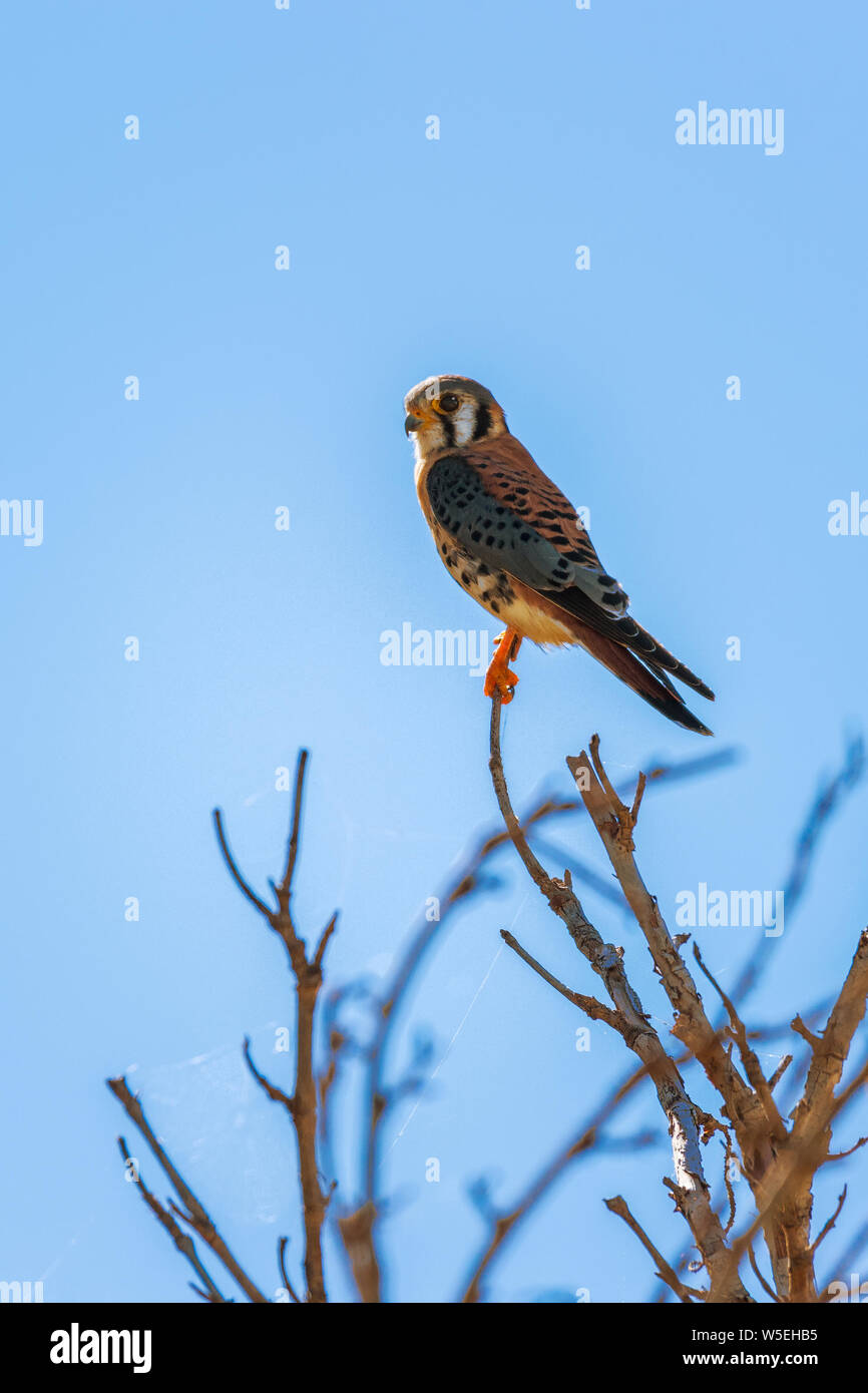 Maschio di American gheppio (Falco sparverius) nel Flamingo campeggio. Parco nazionale delle Everglades. Florida. Stati Uniti d'America Foto Stock