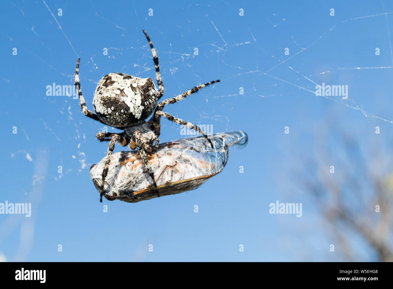 Giardino europeo, ragno Araneus Diadematus o croce ragno a pregare in spider web Foto Stock