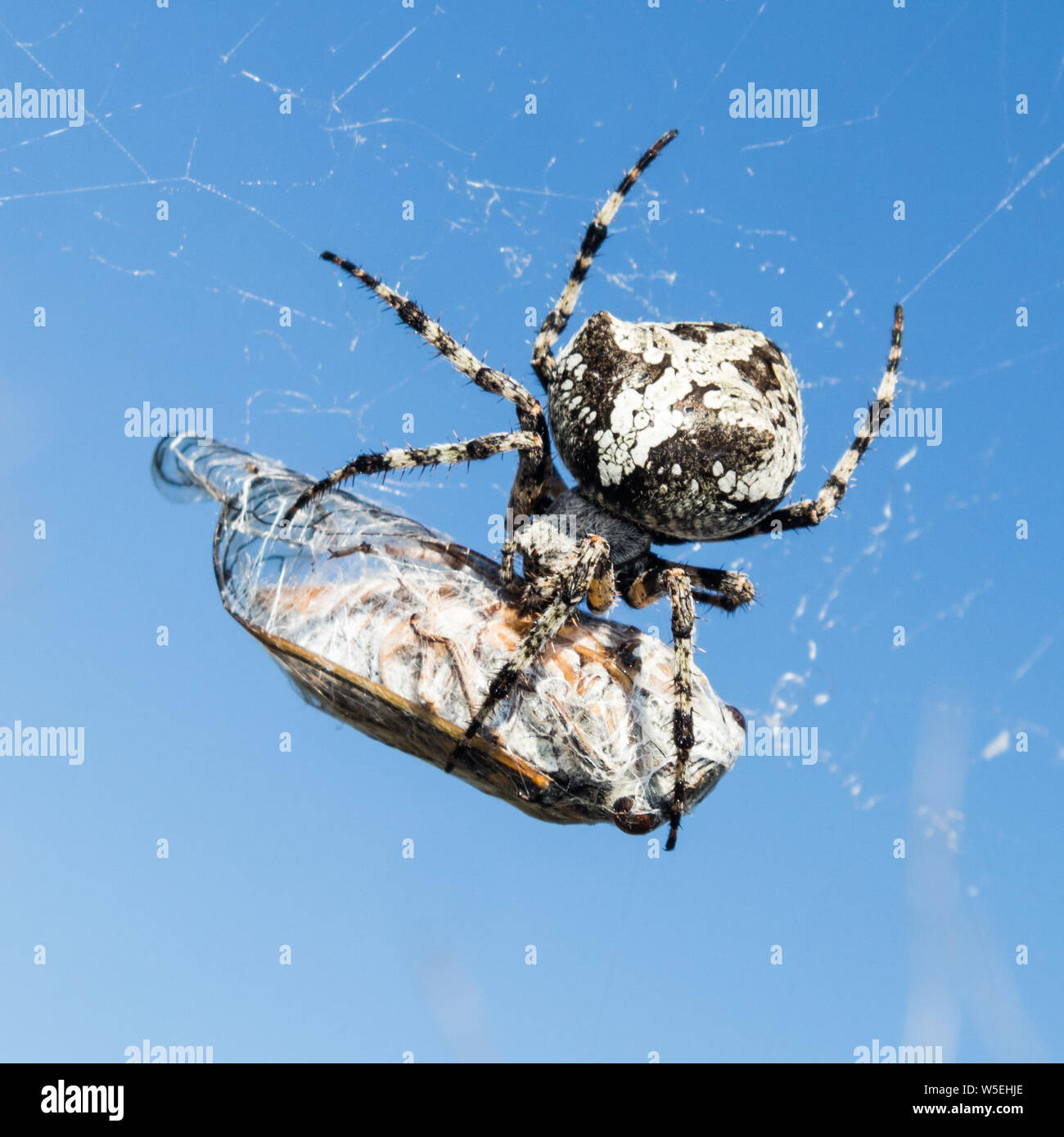 Giardino europeo, ragno Araneus Diadematus o croce ragno a pregare in spider web Foto Stock