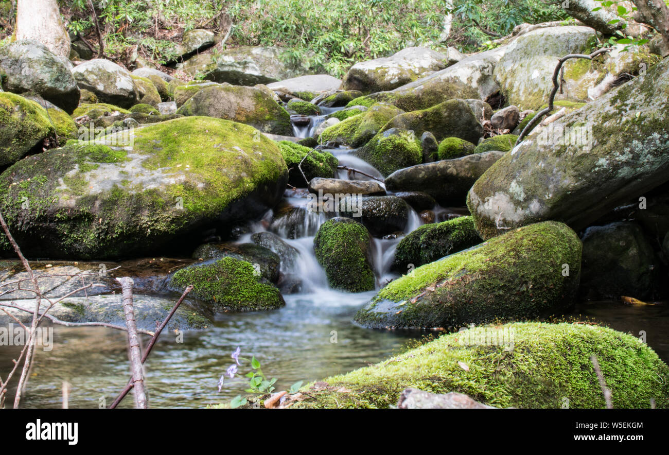 Babbling nella foresta Foto Stock
