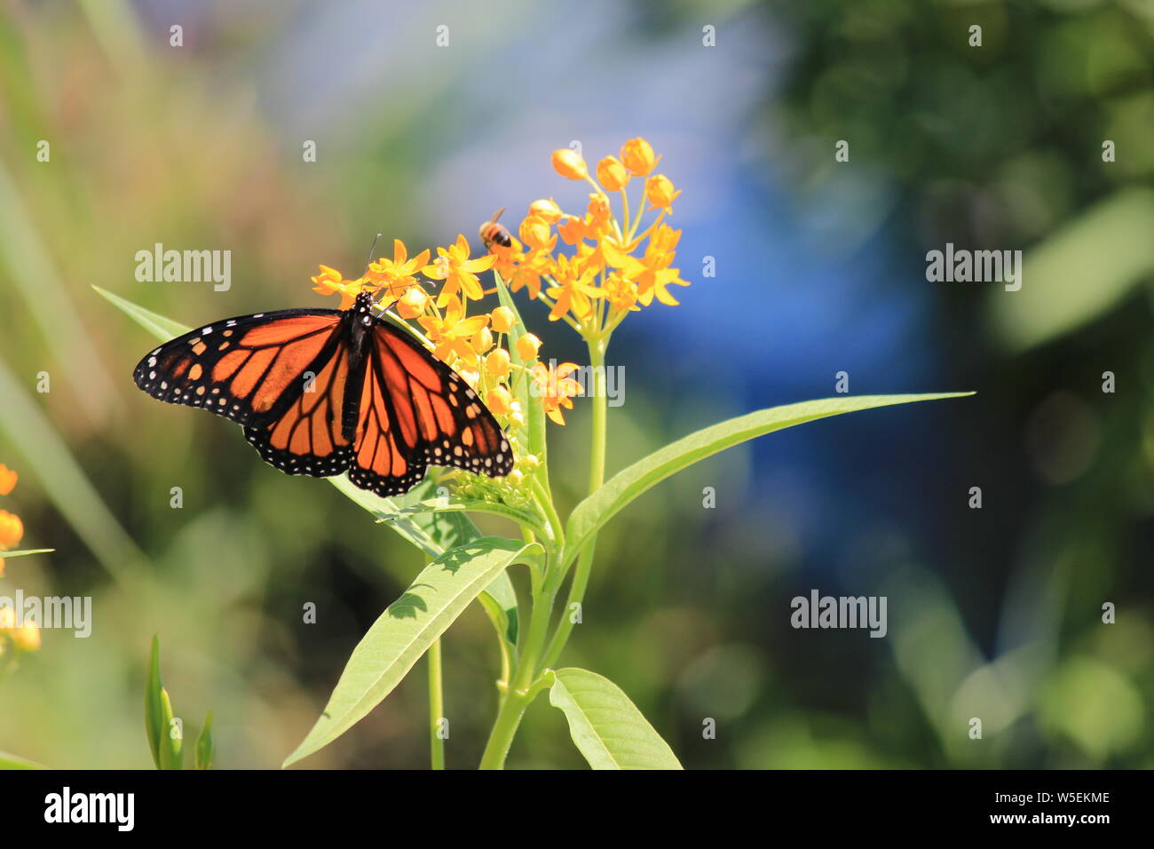 Farfalla monarca Nymphalidae farfalla di alimentazione dal nettare di fiori selvaggi Foto Stock