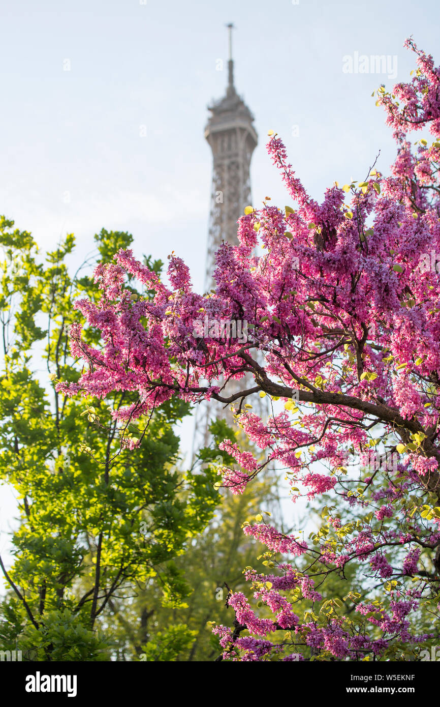 Torre Eiffel, Parigi con albero di Giuda Foto Stock