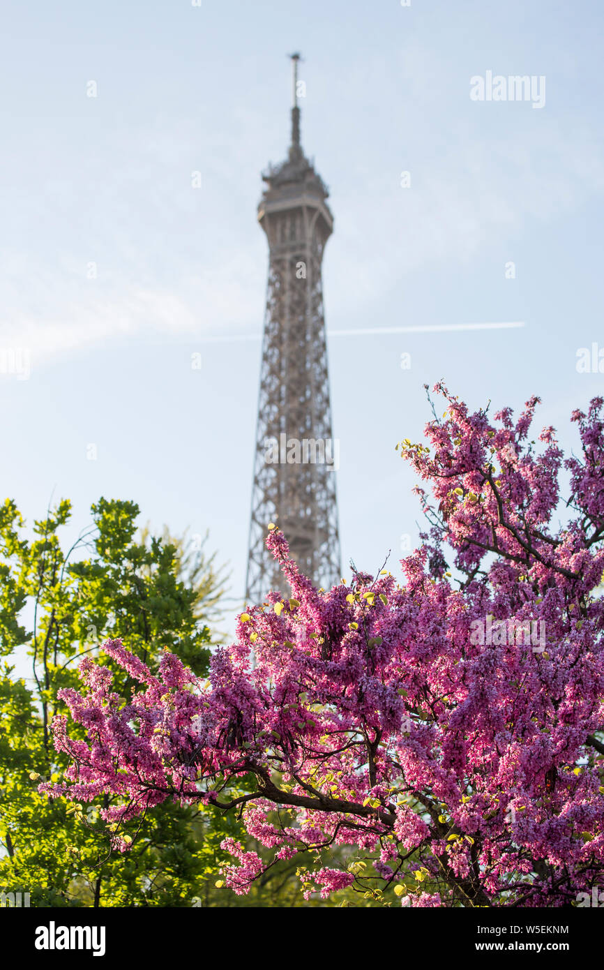 Torre Eiffel, Parigi con albero di Giuda Foto Stock