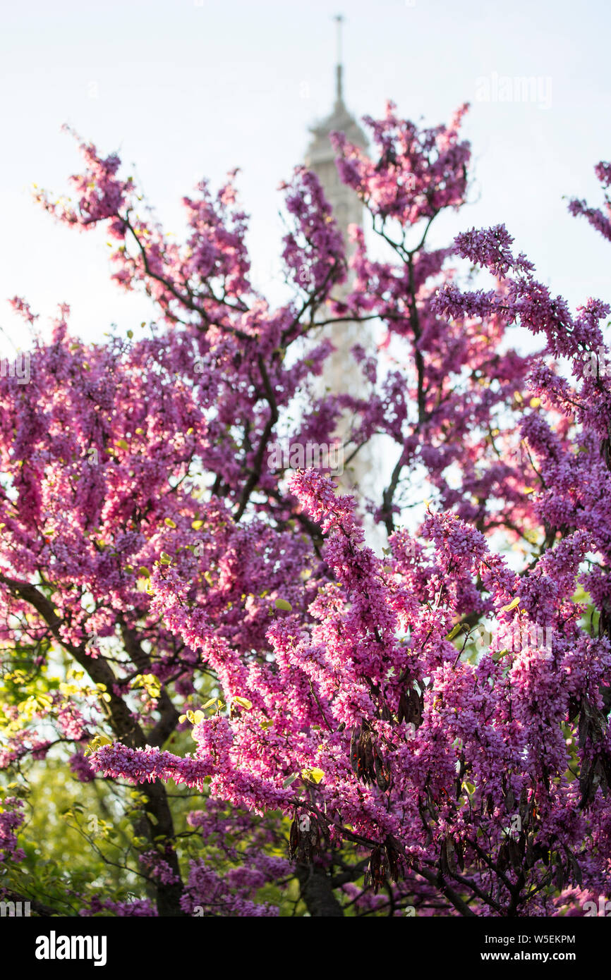 Torre Eiffel, Parigi con albero di Giuda Foto Stock