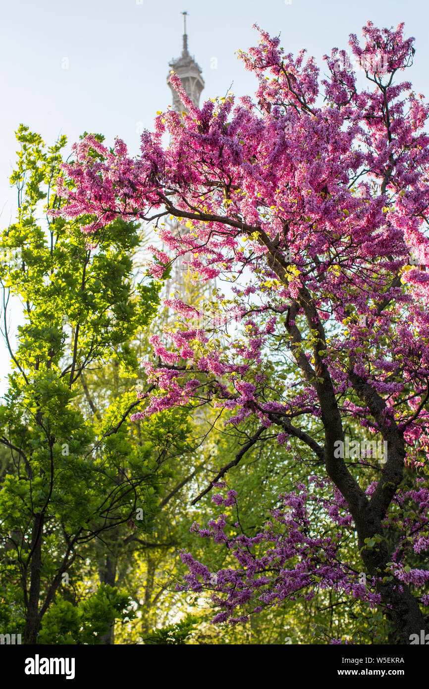 Torre Eiffel, Parigi con albero di Giuda Foto Stock