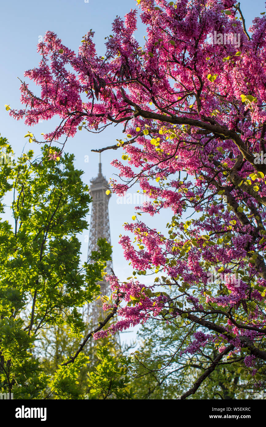 Torre Eiffel, Parigi con albero di Giuda Foto Stock