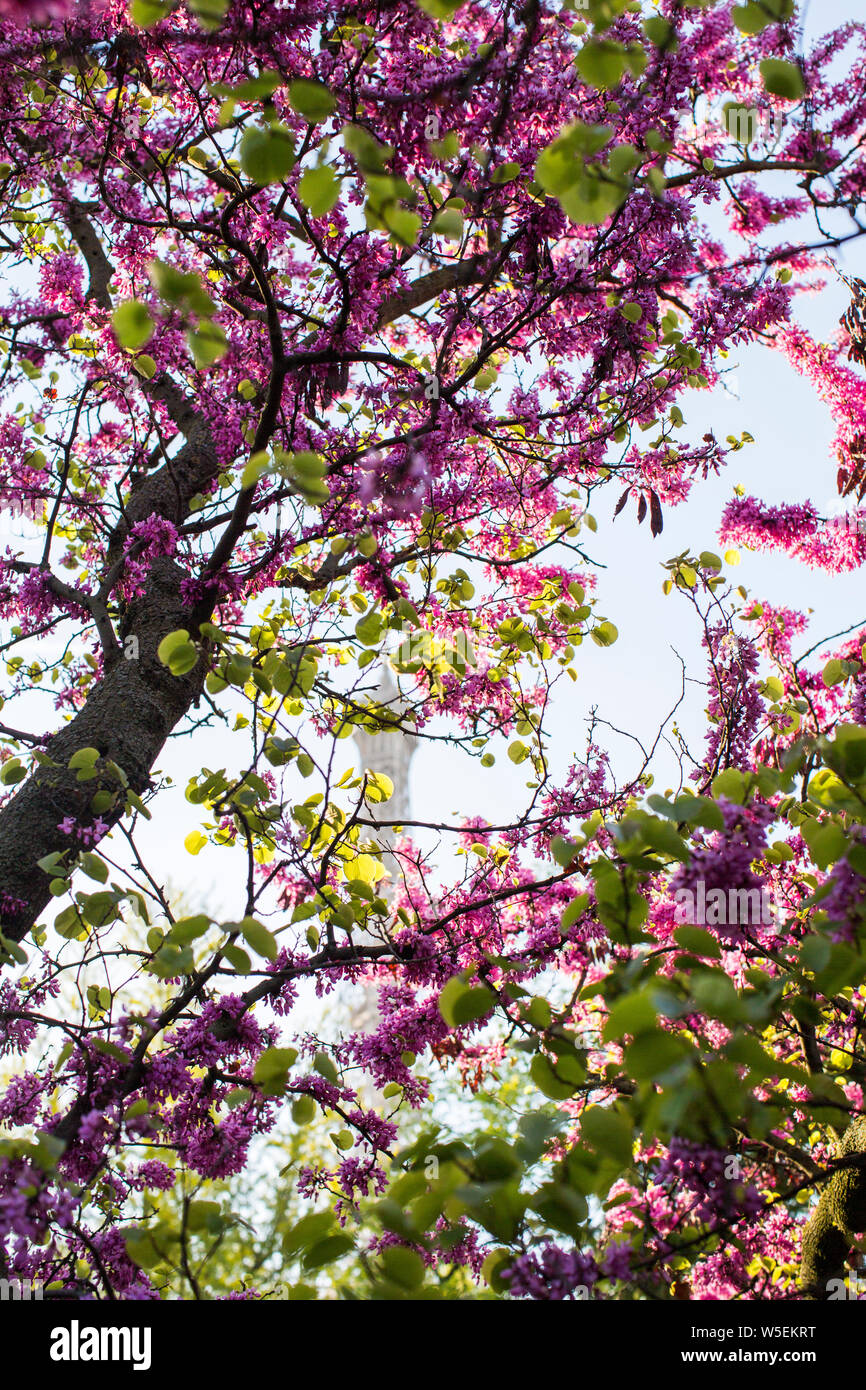 Torre Eiffel, Parigi con albero di Giuda Foto Stock