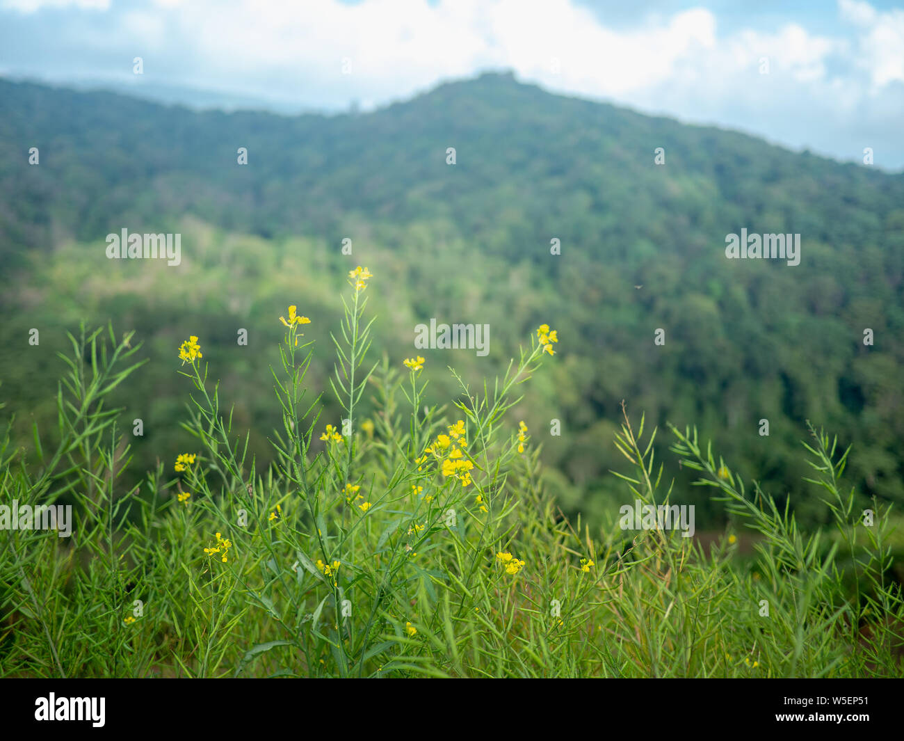 Erbacce con fiori di colore giallo chiamato Cleome viscosa è un'erba. Aiuta a nutrire il sangue. Anti-ossidante anti-cancro. Foto Stock