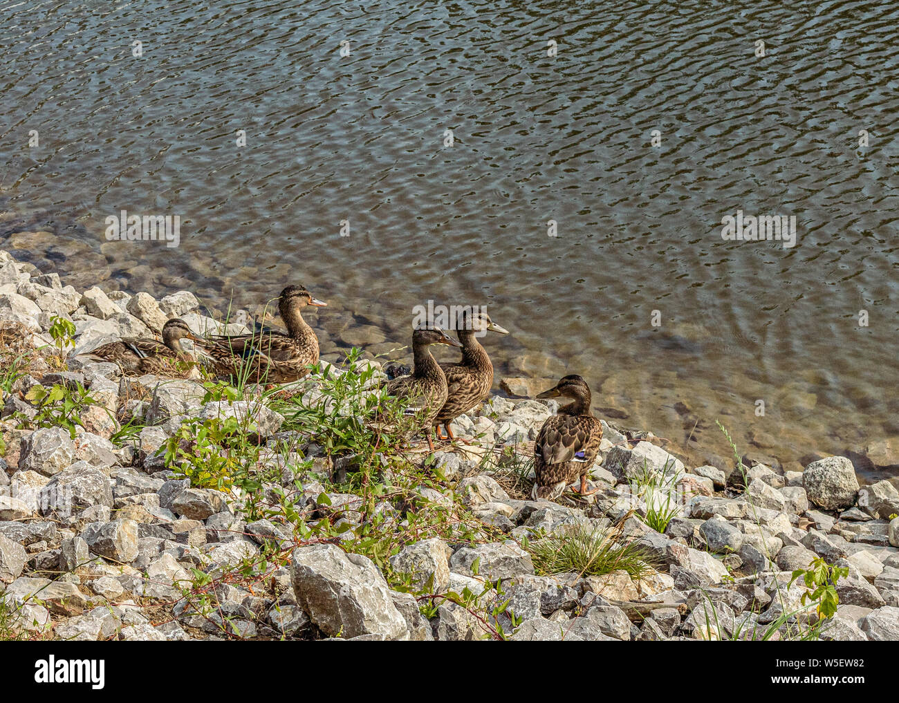 La famiglia duck oltre lo stagno. Gite estive. Uccelli d'Europa. Polonia, Mazovia. Foto Stock