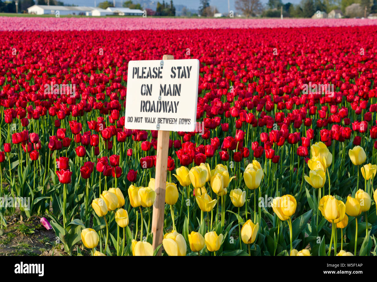 Avviso di segno la gente a rimanere fuori del campi di tulipani in Mount Vernon, Skagit Valley, Washington, Stati Uniti d'America. Foto Stock