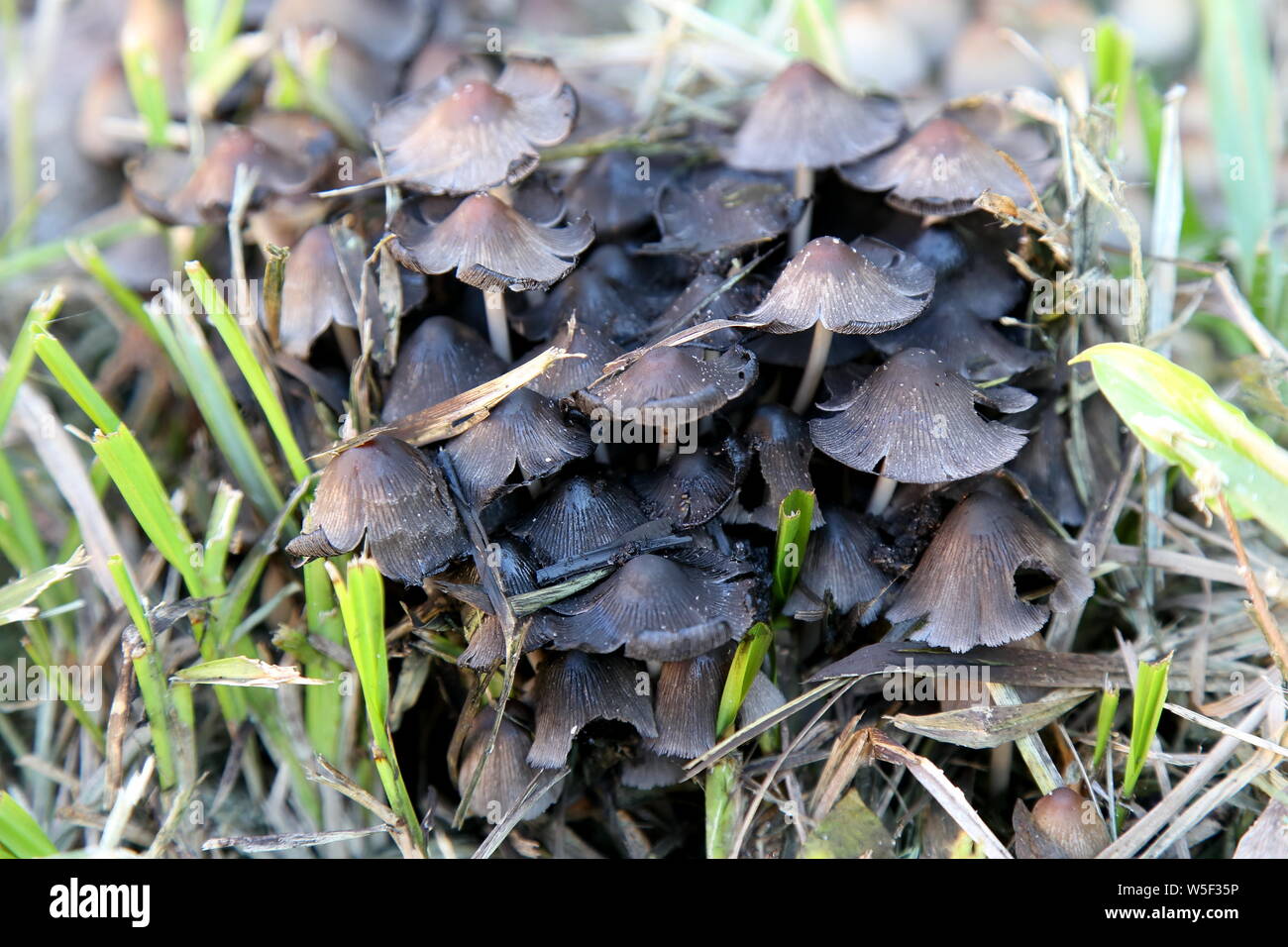 Varietà di funghi che crescono nel giardino in inverno Foto Stock
