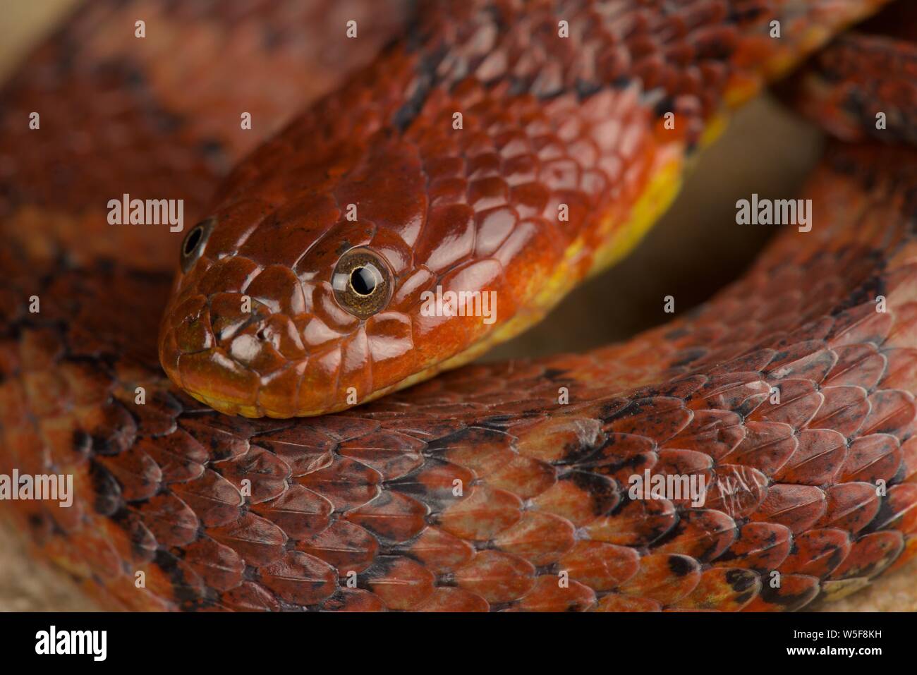Brown-acqua nastrati snake (Helicops angulatus) Foto Stock