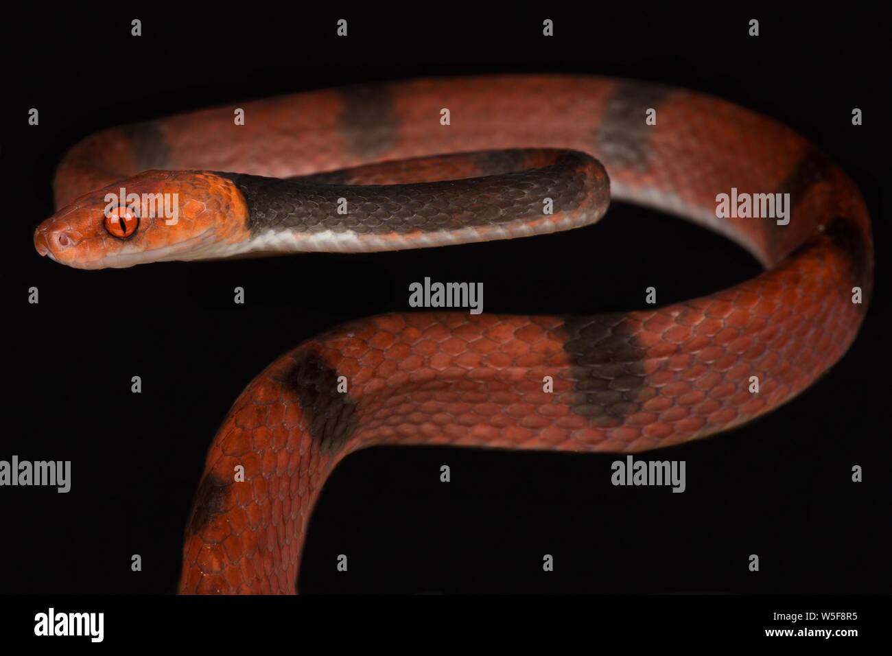 Vite rossa snake (Siphlophis compressus) Foto Stock