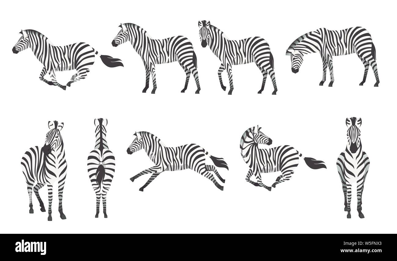 Set di zebra africana in vista di lato e di fronte cartoon animale piatto design illustrazione vettoriale isolati su sfondo bianco. Illustrazione Vettoriale