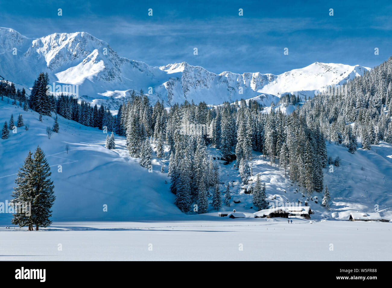 Austria, Kleinwalsertal (piccola valle Walser), Allgau Alpi, Schwarzwassertal; Norvegia abete foresta, Melkode plateau Foto Stock