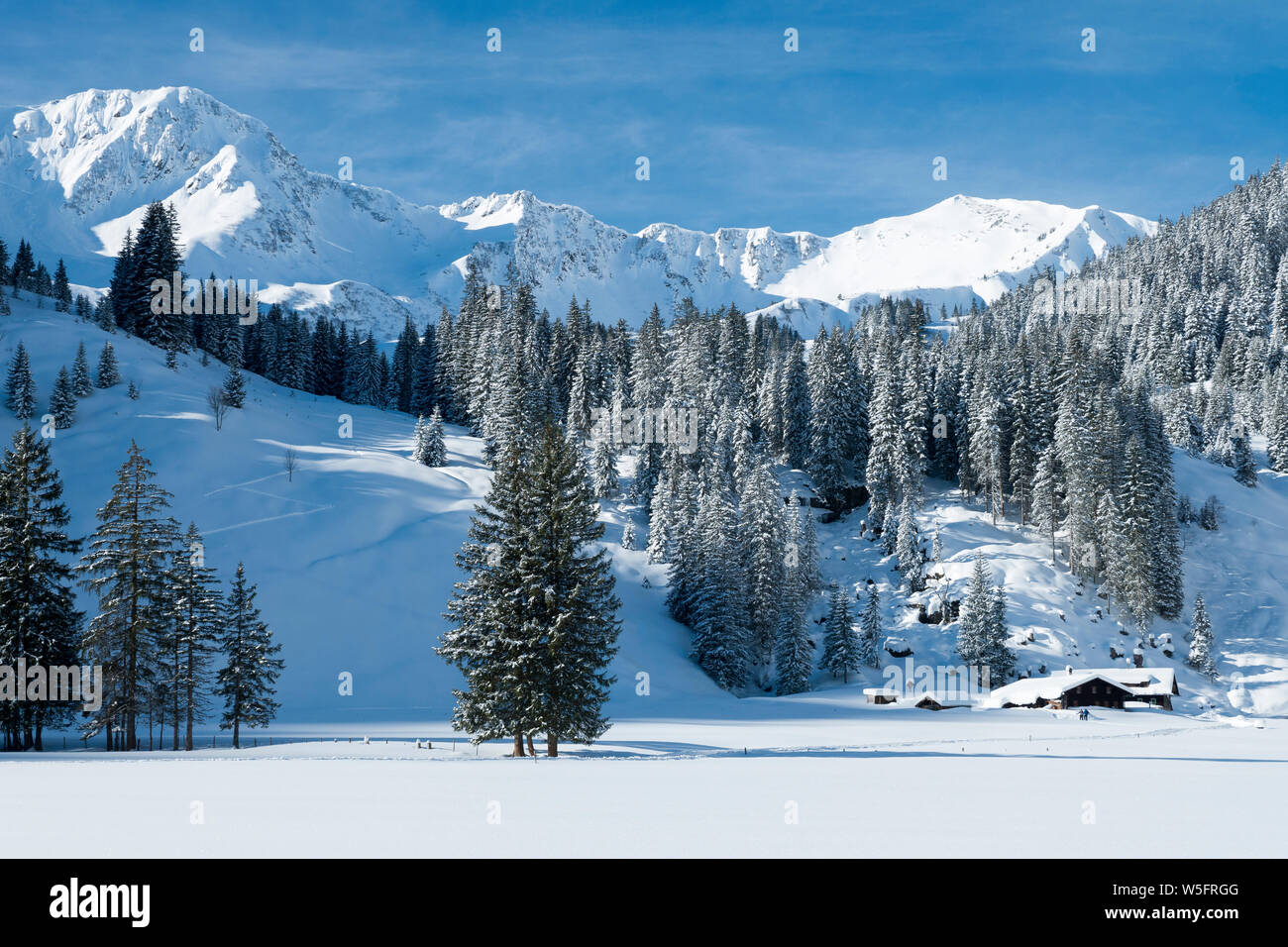 Austria, Kleinwalsertal (piccola valle Walser), Allgau Alpi, Schwarzwassertal; Norvegia abete foresta, Melkode plateau Foto Stock