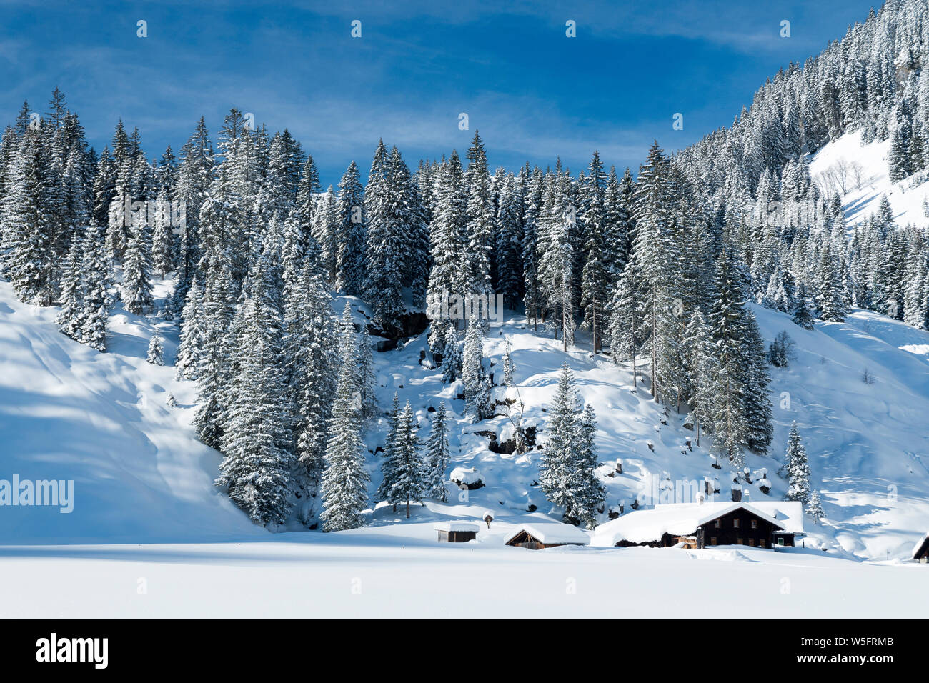 Austria, Kleinwalsertal (piccola valle Walser), Allgau Alpi, Schwarzwassertal; Norvegia abete foresta, Melkode plateau Foto Stock