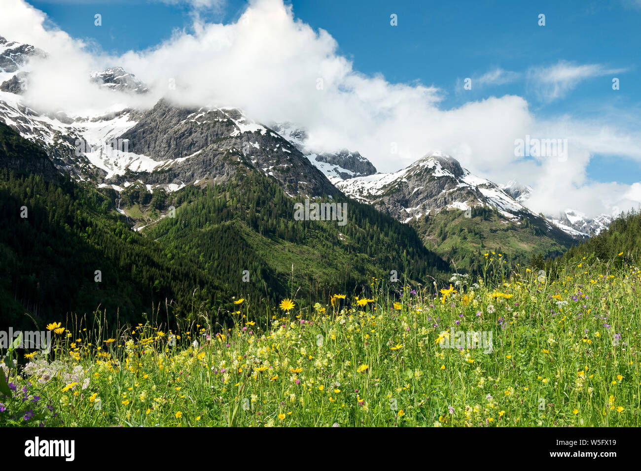 Austria, Tirolo, Allgau Alpi, Hornbach valley, un lato Valle del Lech spartiacque, prato Foto Stock