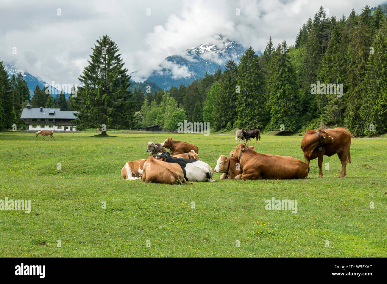 Austria, Tirolo, Lechtal, Naturpark Tiroler Lech, jagdhaus (lodge), bosco e pascolo, bovini Foto Stock