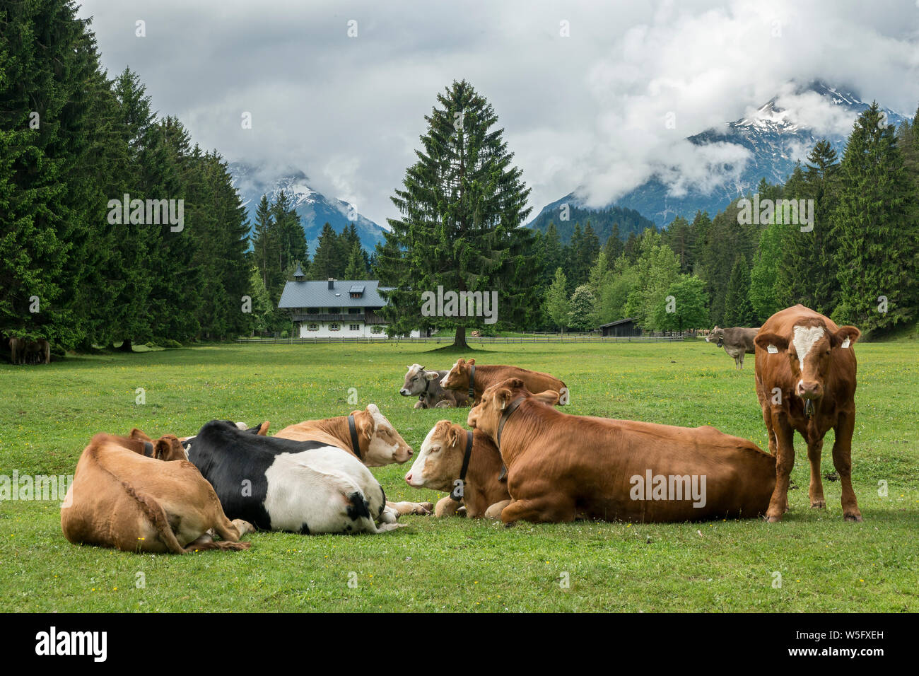 Austria, Tirolo, Lechtal, Naturpark Tiroler Lech, jagdhaus (lodge), bosco e pascolo, bovini Foto Stock