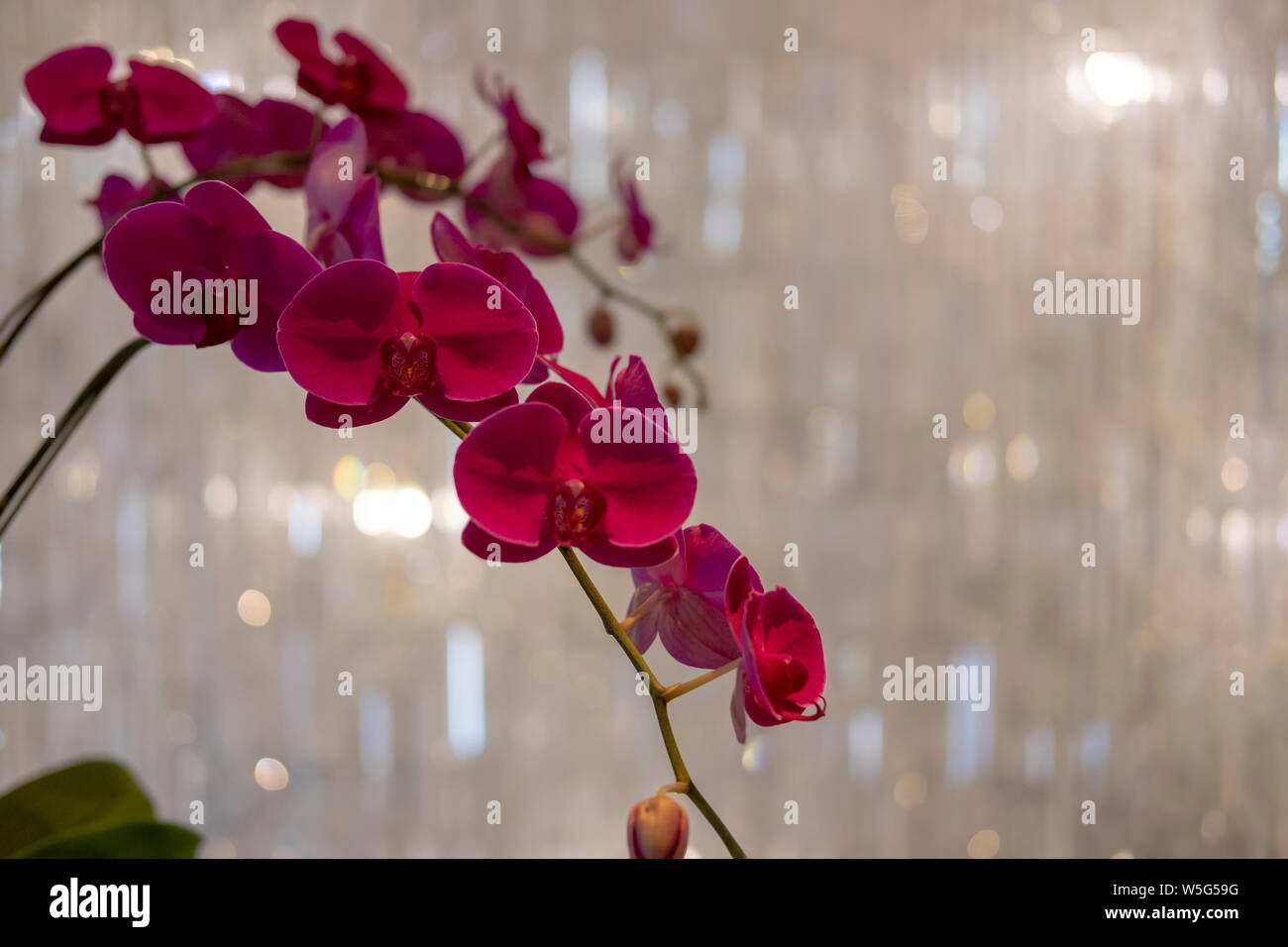 Luna viola di fiori di orchidea Foto Stock
