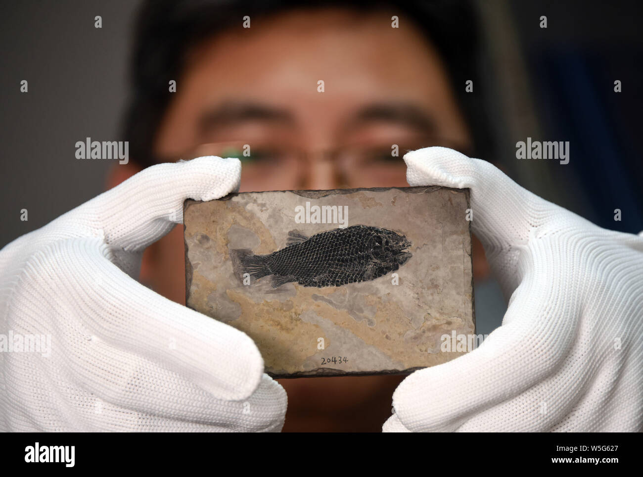 Lo scienziato cinese Xu Guanghui mostra il nuovo genere di pesci vivono 244 milioni di anni fa, che è chiamato il nuovo genere Yudaiichthys, scoperto nel Luoping, Foto Stock